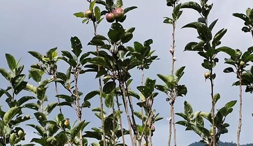 Cleveland Resorts Kanthalloor