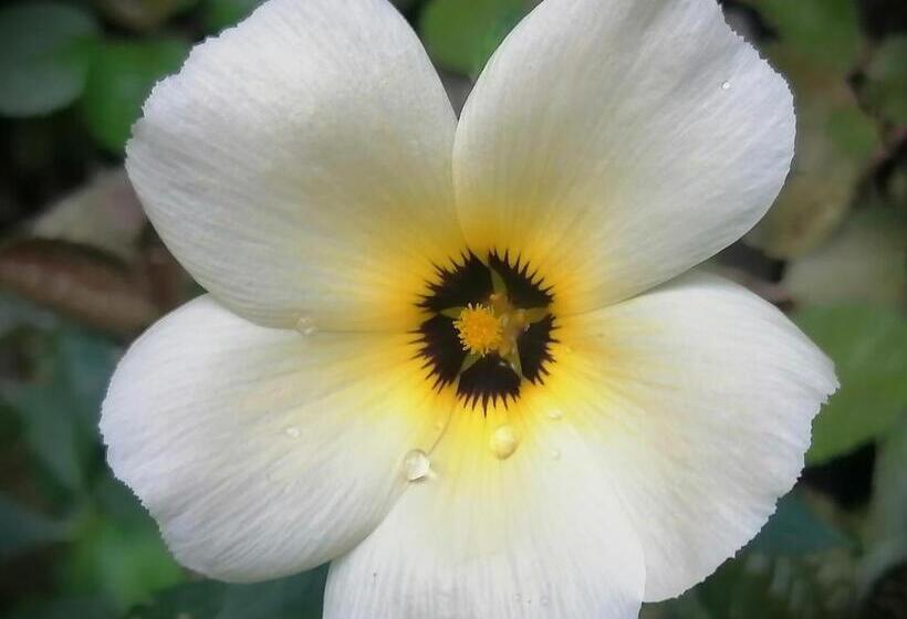 Пансион El Ceibo Backpakers