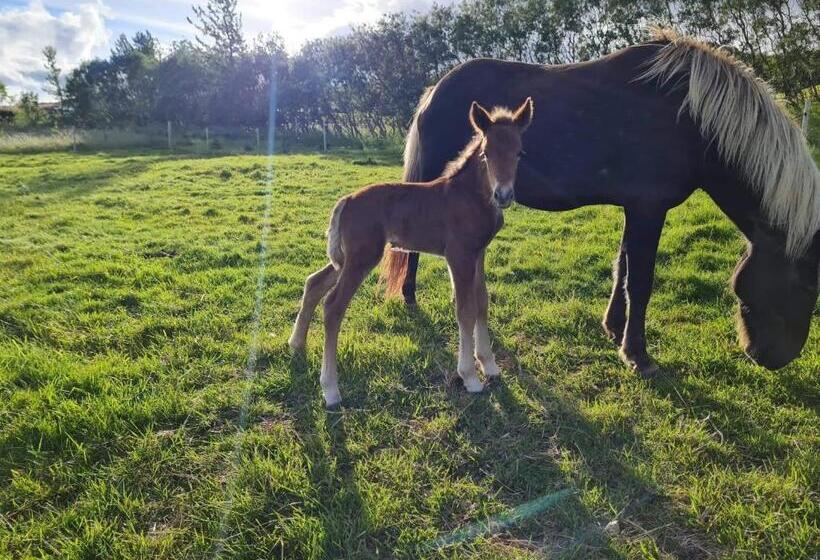 پانسیون Minna Mosfell Guesthouse