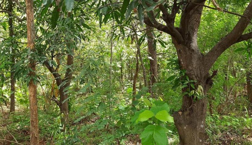 Aamiaismajoitus (B&B) Forest Villa Kandalama  Dambulla