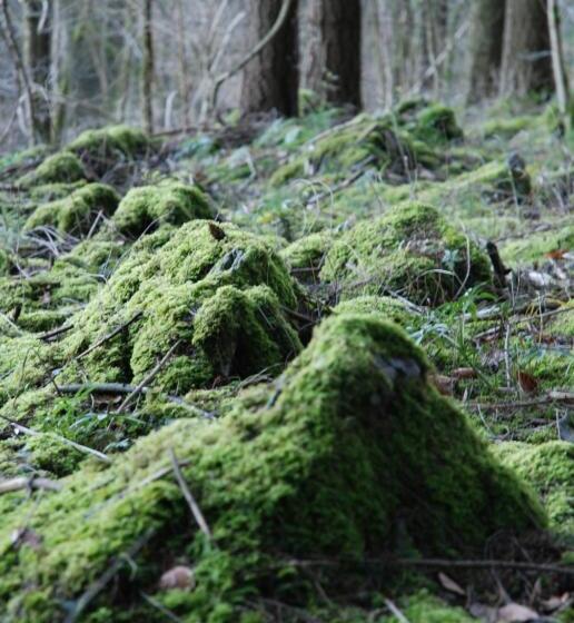 ベッドアンドブレックファースト ô Lit De L Ourthe