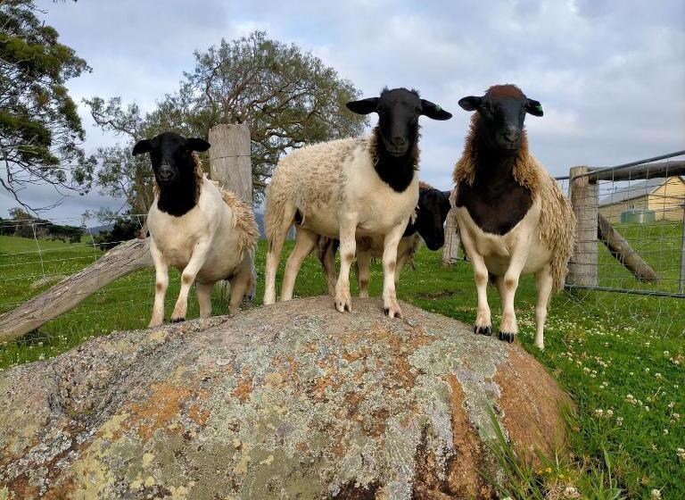 Отель Henkley Cottage 2 Jeremiah