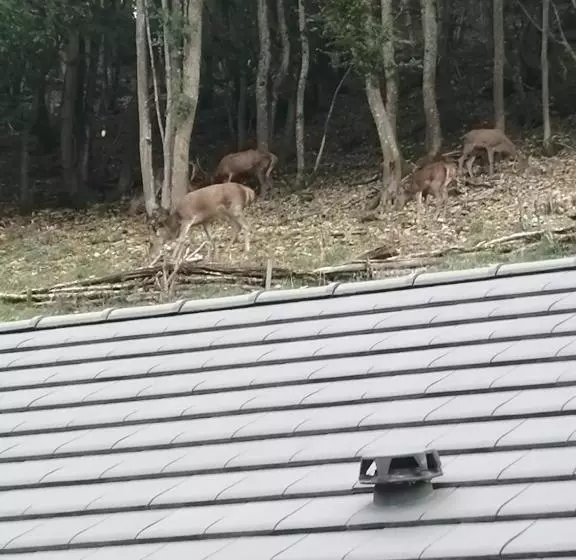 Aamiaismajoitus (B&B) L écrin Des Biches