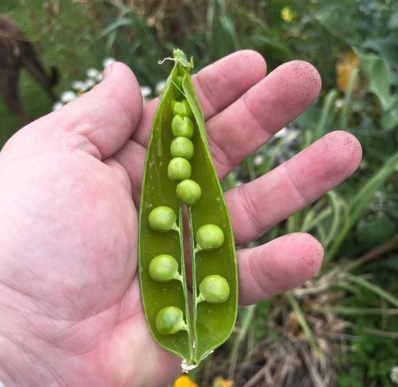 Отель Sapphire Cottage Farm Escape