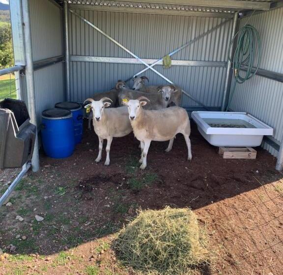 Отель Sapphire Cottage Farm Escape