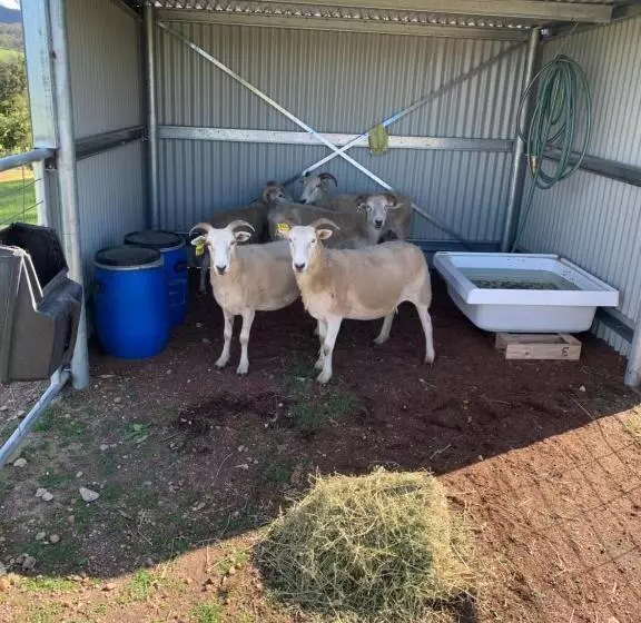 ホテル Sapphire Cottage Farm Escape