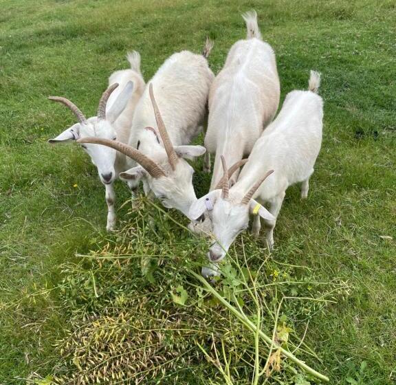 Отель Sapphire Cottage Farm Escape