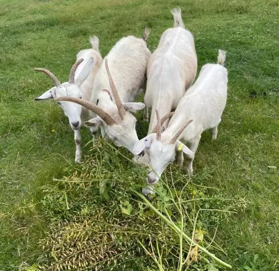 ホテル Sapphire Cottage Farm Escape