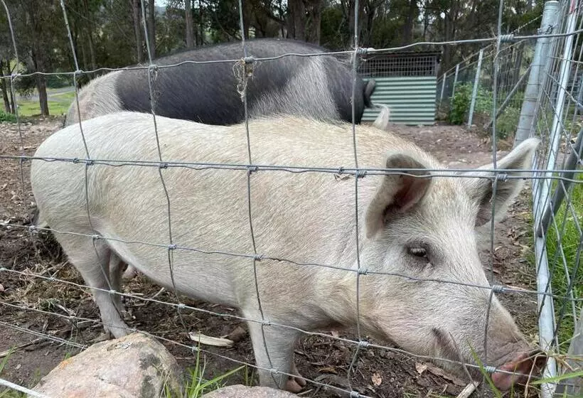 ホテル Sapphire Cottage Farm Escape