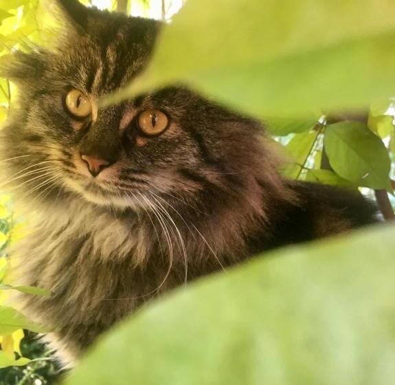 Olympic Games 2024 Charming B&b