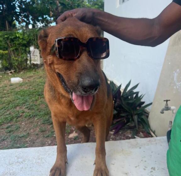 هاستل The Lodge @ Peaceful Palms