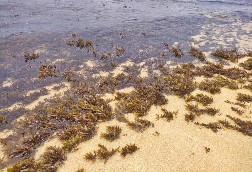 Отель Dalawella Beach Resort