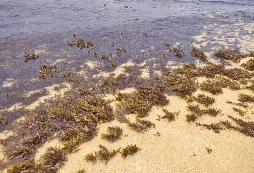 ホテル Dalawella Beach Resort