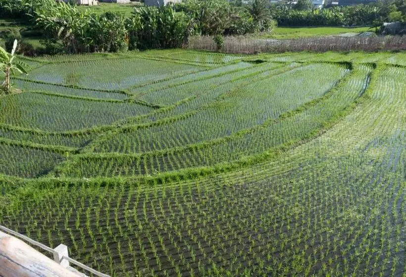 ペンション Arti By Umah   Pererenan