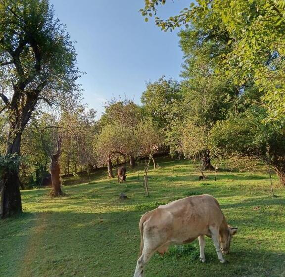 Общежитие Carpatina Rustic House