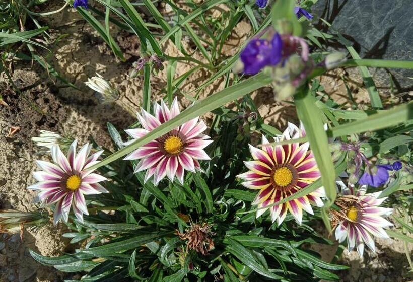 Общежитие Carpatina Rustic House