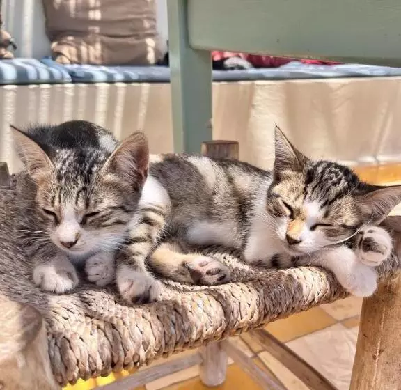 Hotelli Dar Afoulky Maison D Hotes