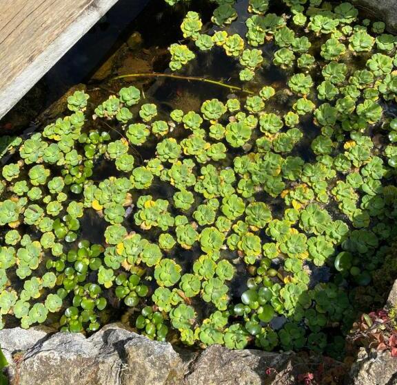 酒店 Pousada E Restaurante Casa Primitivus