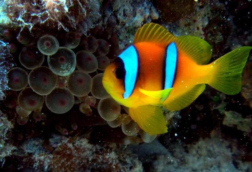 هتل Sharks Bay Oasis Soft Only & Amp Aqua Park And Diving