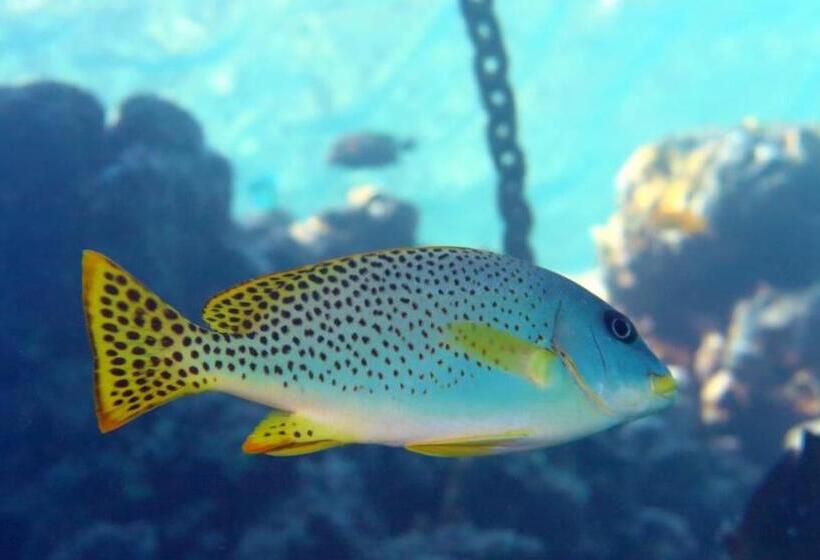 هتل Sharks Bay Oasis Soft Only & Amp Aqua Park And Diving