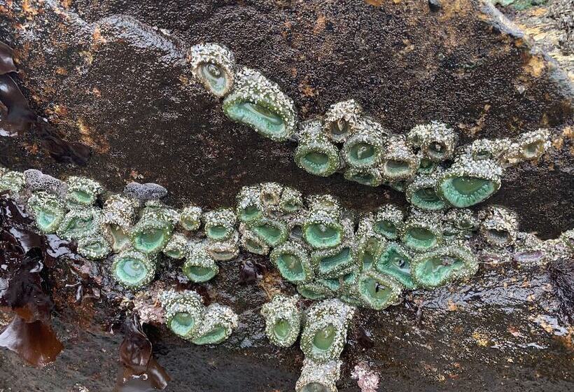 Отель Pacific Sunset Inn