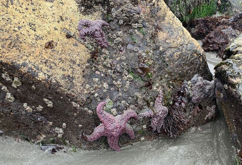 Отель Pacific Sunset Inn