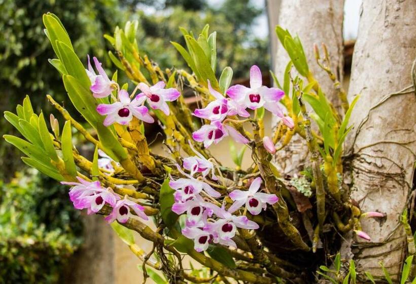 Bed and Breakfast Villa Bem Querer   Camomila