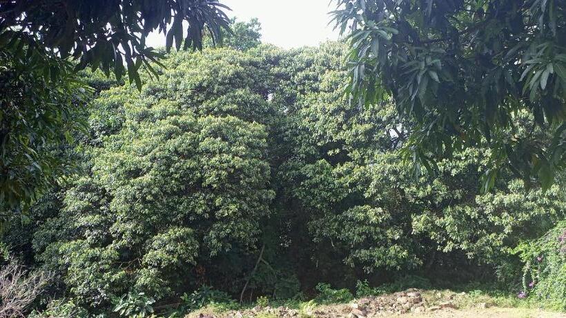 پانسیون Julian S Lake View Guest House