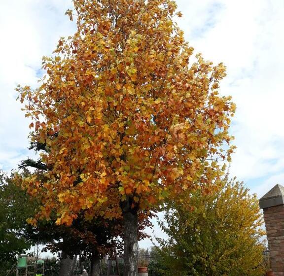 צימר Al Sit Ed Marino