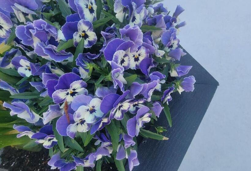 بنسيون Horizon Hideaway