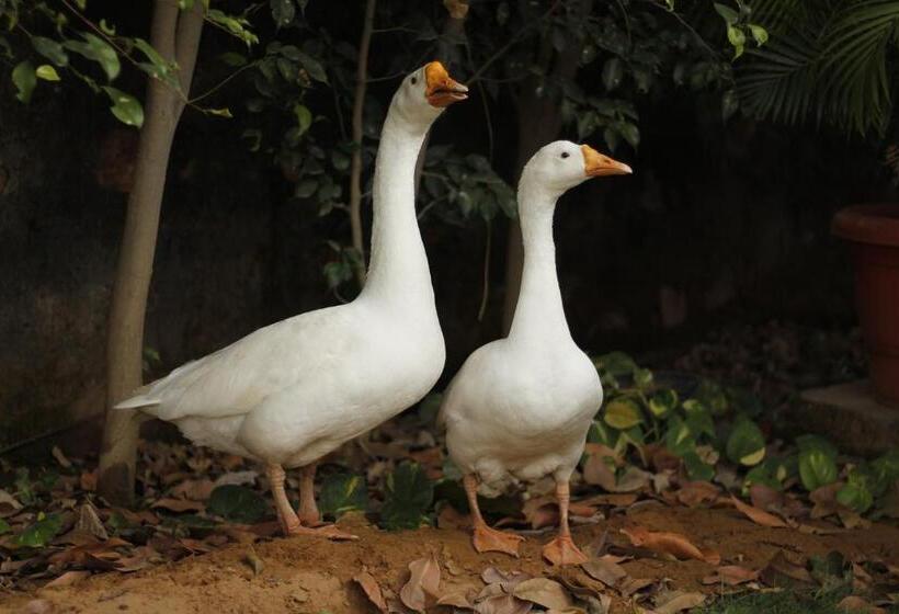 Hotel Farm Aavjo A Conscious Stay