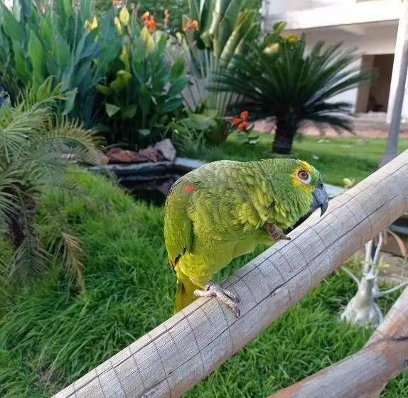 ペンション Pousada Farol