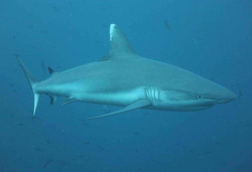 پانسیون Priv Fodhdhoo