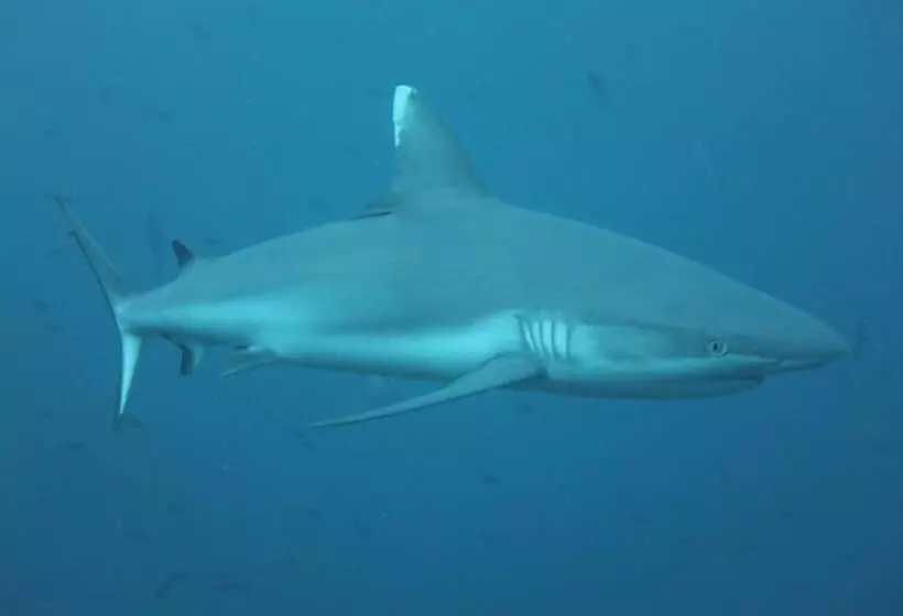 پانسیون Priv Fodhdhoo