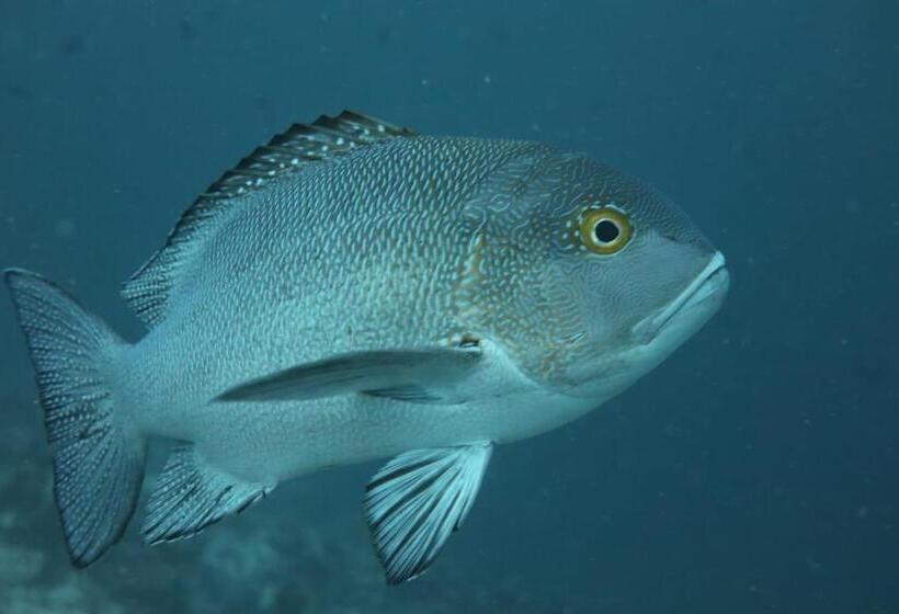 پانسیون Priv Fodhdhoo