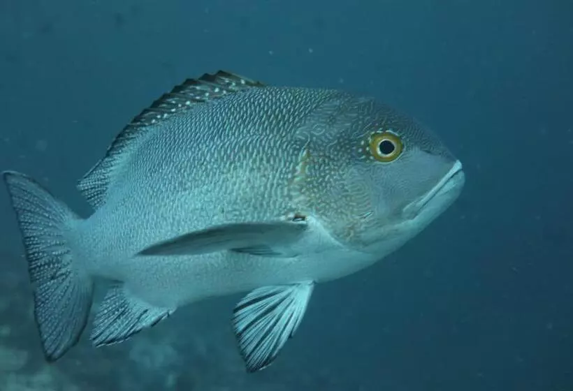 پانسیون Priv Fodhdhoo