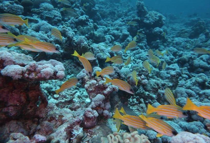 پانسیون Priv Fodhdhoo