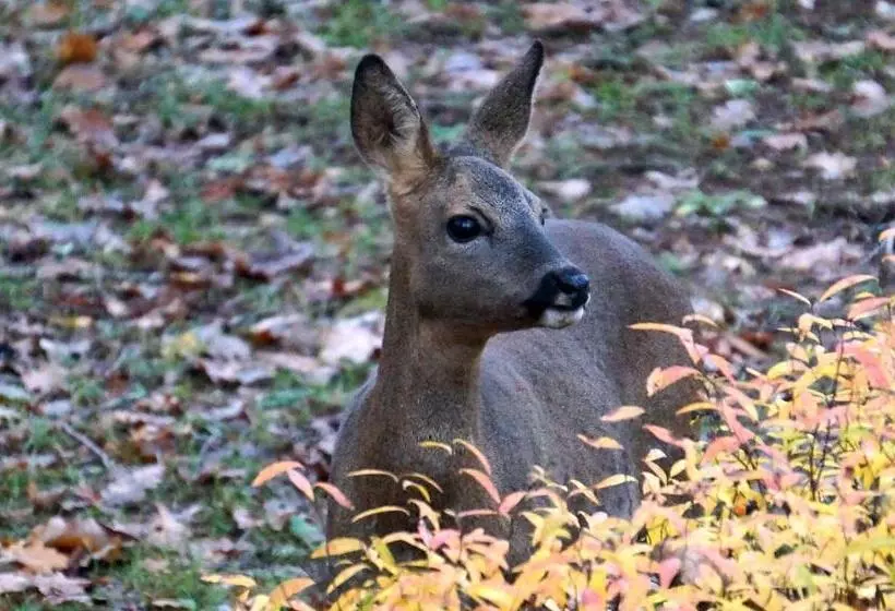 ベッドアンドブレックファースト Les Feuillantines Perigord Noir