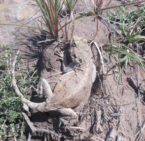 Отель Saffier River Cottage Farmstay