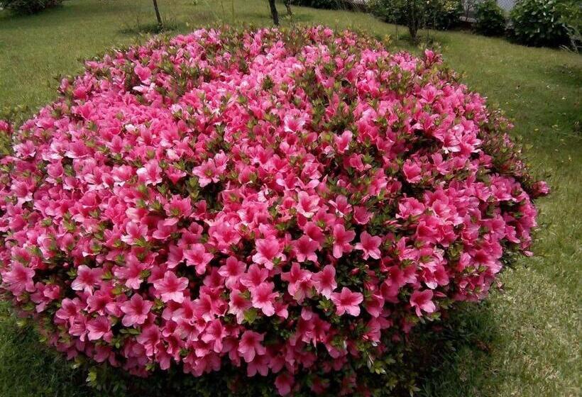 פנסיון Vitória S House