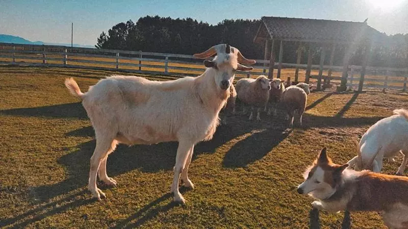 ホテル Fazenda Figueiras