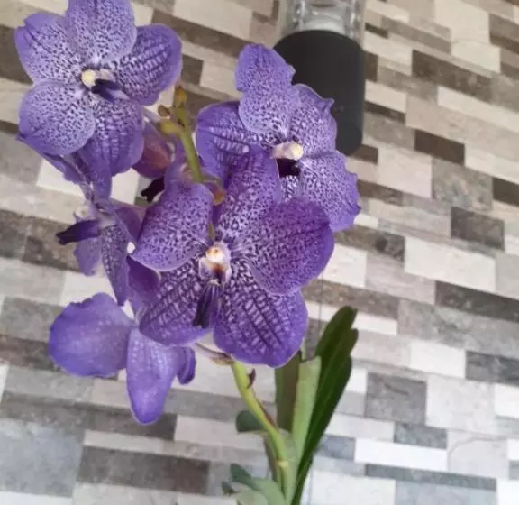 Majatalo Deutsche Villa