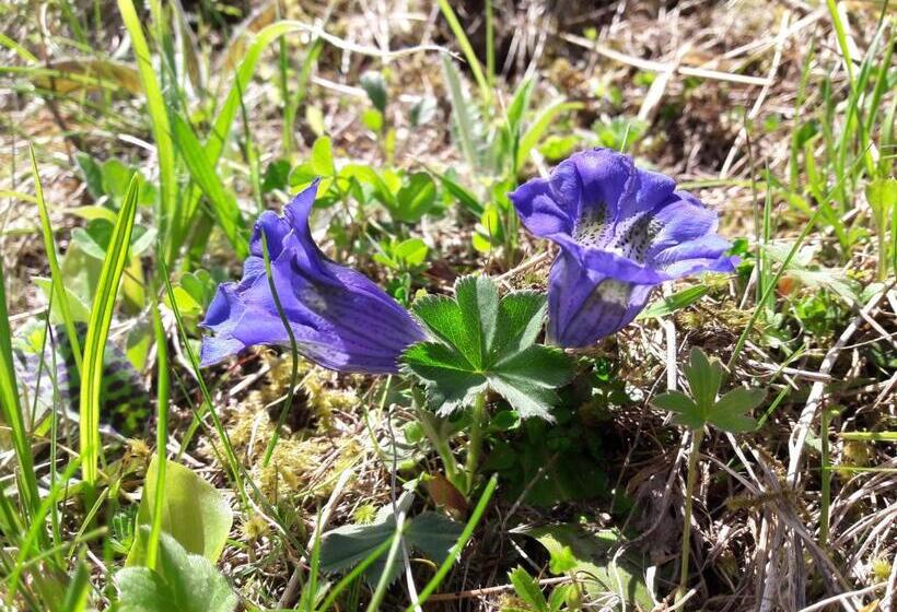 Пансион Gästehaus Glücksgrat