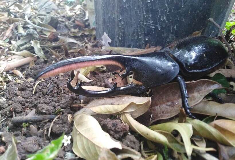 مبيت وإفطار Cassidini House