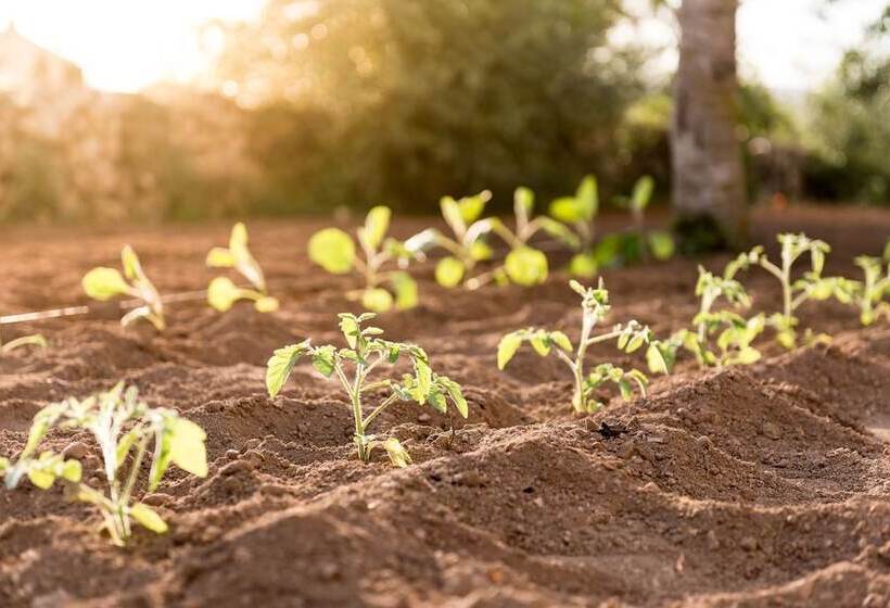 ホテル Cas Cabo Nou Agroturismo Adults Only