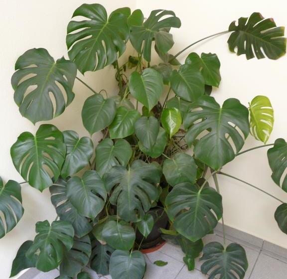 Отель Gasthof Pension Luger