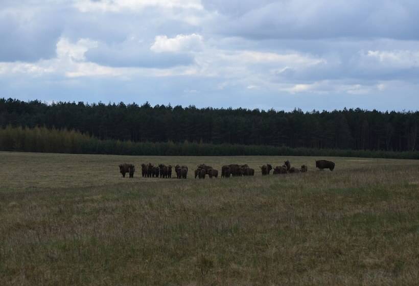 酒店 Pałac Myśliwski Orle Solutions