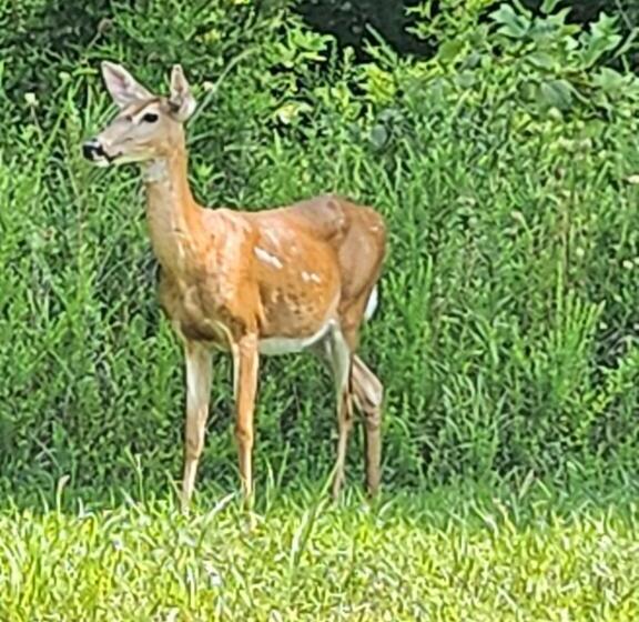Serenity Hill Bed And Breakfast