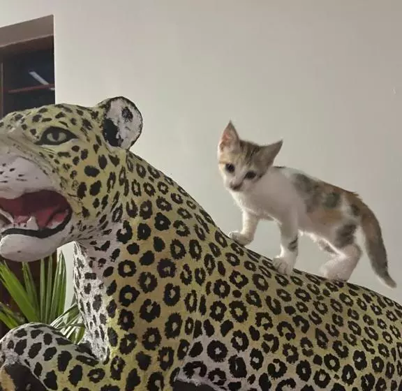 Aamiaismajoitus (B&B) Waka Waka