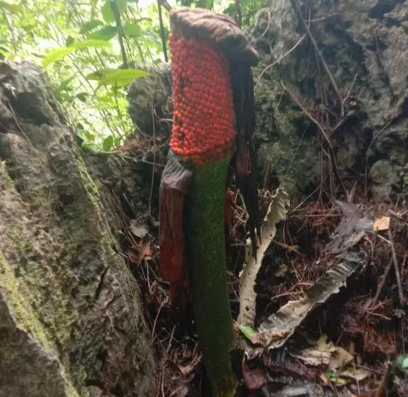 Majatalo Orchid Bugalows